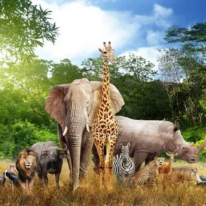 Colégio Maria Clara Machado - Jardim Zoológico - 25 de agosto de 2026 - TARDE