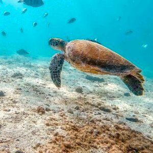 Colégio Rutherford - Biologia Marinha - Angra dos Reis - 19 a 23 de maio de 2026 (E.M.)