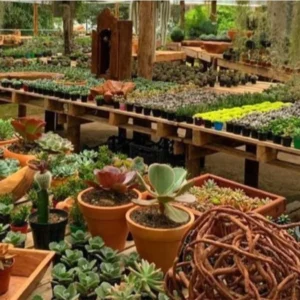 Colégio ICJ - Oficina das Suculentas - 02 junho de 2026 (2º ano - manhã)